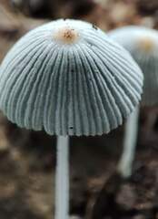 Fungi