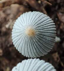 Fungi