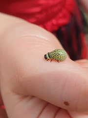 Dicranosterna immaculata