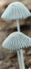 Fungi