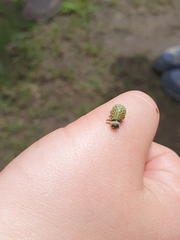 Dicranosterna immaculata