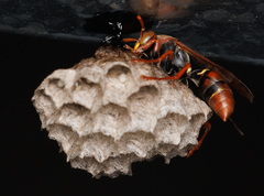 Polistes humilis humilis
