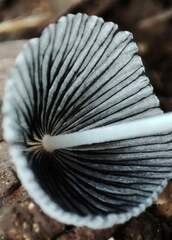 Fungi