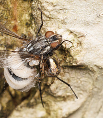 Cryptachaea veruculata