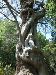 Ficus luschnathiana