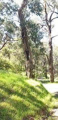 Eucalyptus obliqua