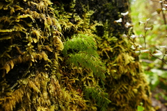 Hymenophyllum demissum