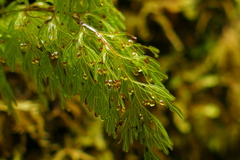 Hymenophyllum demissum