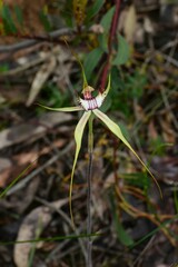 Caladenia tentaculata × venusta