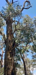 Eucalyptus obliqua
