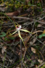 Caladenia tentaculata × venusta