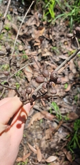 Eucalyptus obliqua