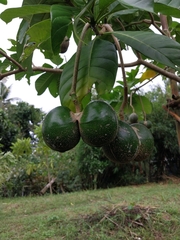 Voacanga globosa