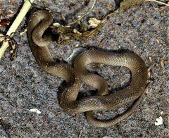 Crotaphopeltis hotamboeia