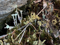 Cladonia verticillata