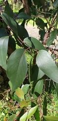 Eucalyptus obliqua
