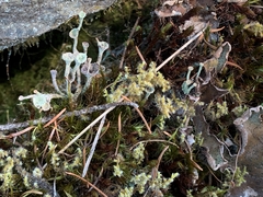 Cladonia verticillata