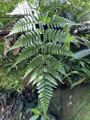 Dryopteris sparsa