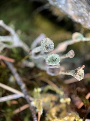 Cladonia verticillata