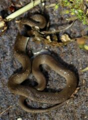 Crotaphopeltis hotamboeia