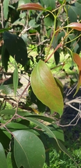 Eucalyptus obliqua