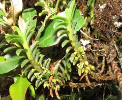 Fernandezia
