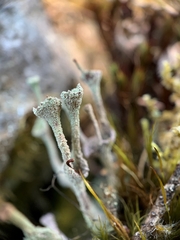 Cladonia verticillata