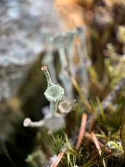 Cladonia verticillata