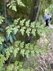 Asplenium neolaserpitiifolium