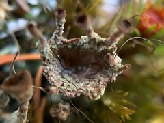 Cladonia verticillata
