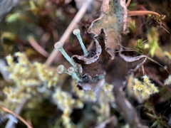 Cladonia verticillata