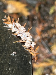 Taxodiomyia cupressi