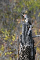 Colaptes auratus cafer
