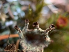 Cladonia verticillata