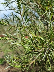 Melaleuca paludicola
