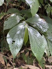 Elatostema platyphyllum