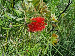 Melaleuca pachyphylla
