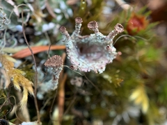 Cladonia verticillata