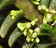 Fernandezia