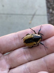 Chondropyga dorsalis