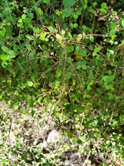 Coprosma rotundifolia