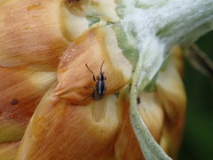 Poecilohetaerus aquilus