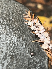 Taxodiomyia cupressi