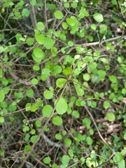 Coprosma rotundifolia