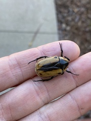 Chondropyga dorsalis