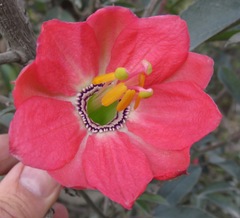 Passiflora mixta