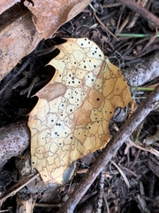 Coccomyces dentatus