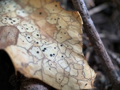 Coccomyces dentatus