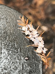 Taxodiomyia cupressi
