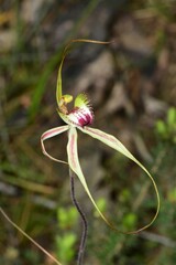 Caladenia tentaculata × venusta